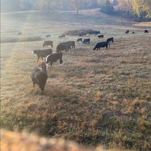 Meet your Posher, Grayson